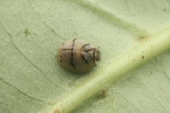 Hemisphaerius signifer