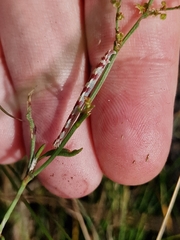 Eupithecia centaureata