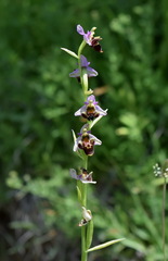 Ophrys oestrifera