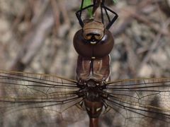 Adversaeschna brevistyla