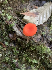 Cantharellus cinnabarinus