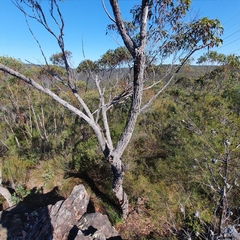 Corymbia gummifera
