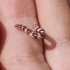 Eupithecia centaureata