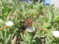 Apodemia virgulti
