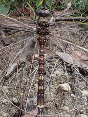 Adversaeschna brevistyla