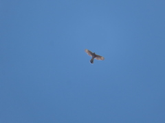 Accipiter cooperii