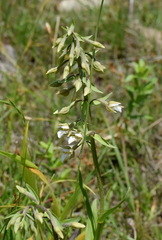 Epipactis palustris