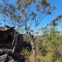 Corymbia gummifera