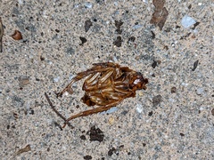 Periplaneta americana