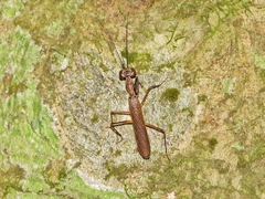Spilomantis occipitalis