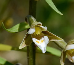 Epipactis palustris