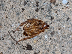 Periplaneta americana