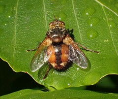 Tachina fera
