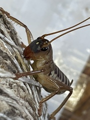 Gryllacrididae
