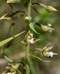 Epipactis palustris
