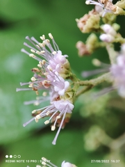Callicarpa longifolia