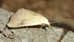 Rivula sericealis