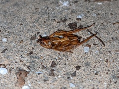 Periplaneta americana