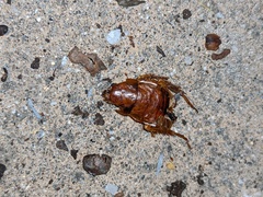 Periplaneta americana