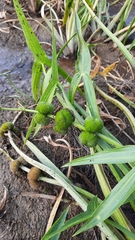 Sagittaria sagittifolia