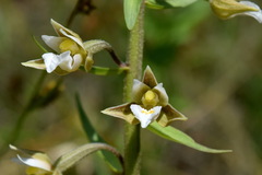 Epipactis palustris