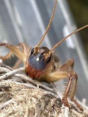 Gryllacrididae