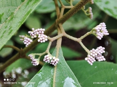 Callicarpa longifolia