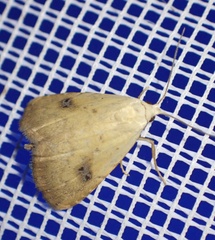 Rivula sericealis