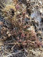 Eriogonum wrightii wrightii