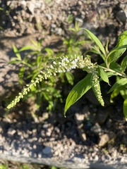 Buddleja asiatica