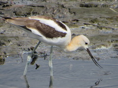 Recurvirostra americana