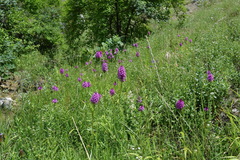 Anacamptis pyramidalis