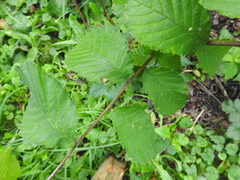 Ulmus glabra
