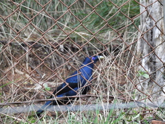 Ptilonorhynchus violaceus