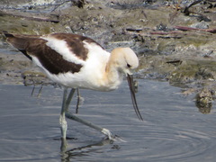 Recurvirostra americana