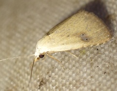 Rivula sericealis