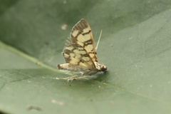 Pardomima