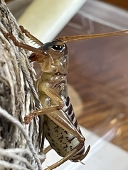 Gryllacrididae