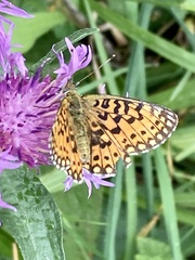 Boloria selene