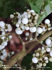 Callicarpa longifolia
