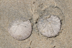 Dendraster excentricus