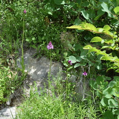 Anacamptis pyramidalis