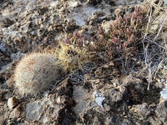 Eriogonum wrightii wrightii
