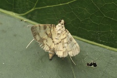Pardomima