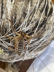 Gryllacrididae