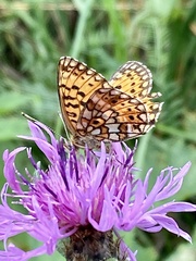 Boloria selene