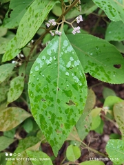 Callicarpa longifolia