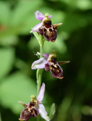 Ophrys oestrifera