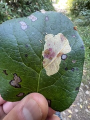 Cameraria gaultheriella