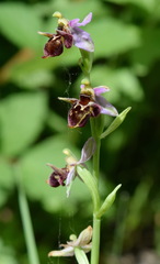 Ophrys oestrifera